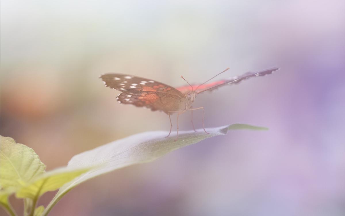 A close-up of an orange and black butterfly perched on a leaf with a soft, pastel-coloured background.