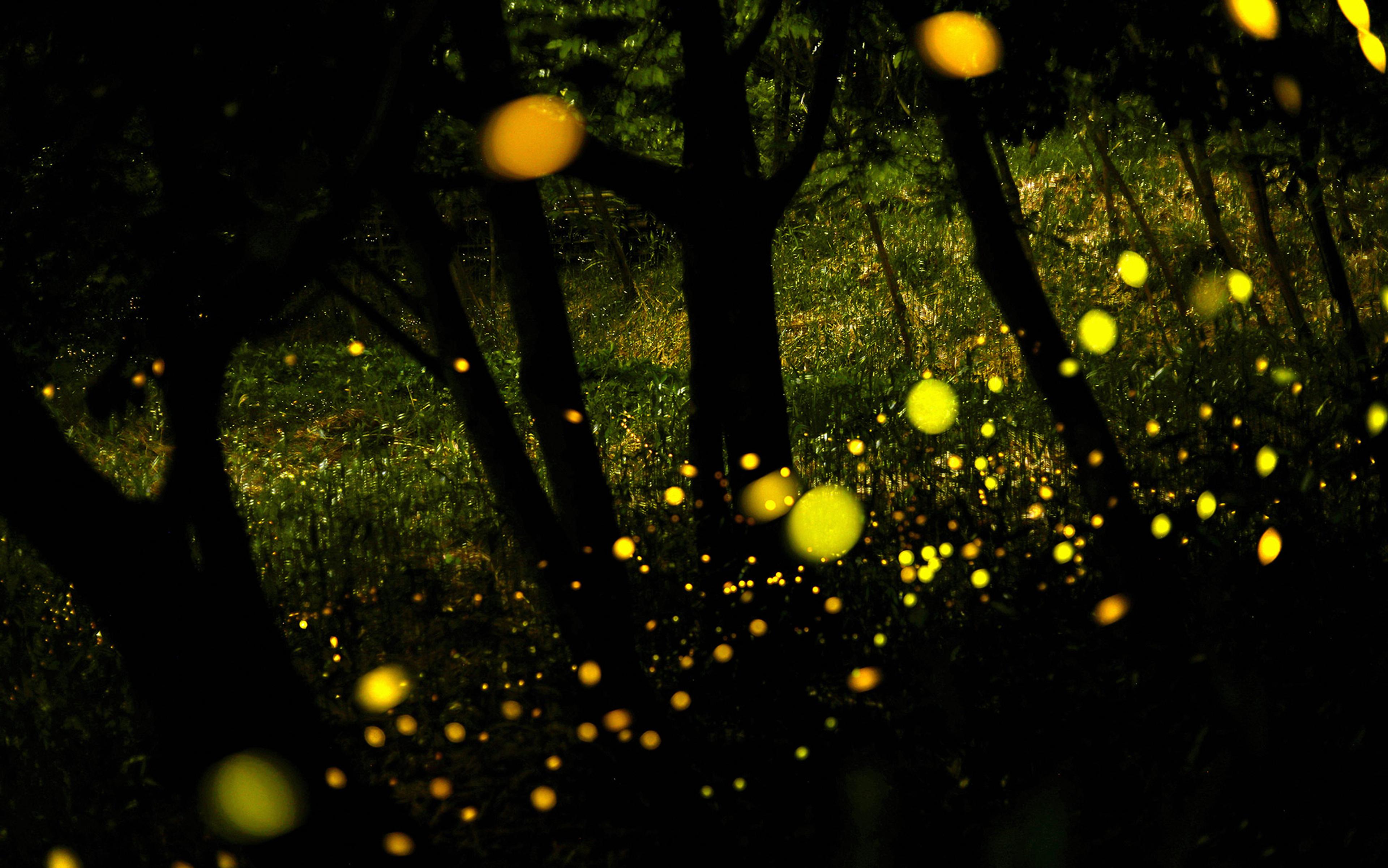 A forest at night illuminated by many glowing fireflies, creating a magical atmosphere with their yellow lights.